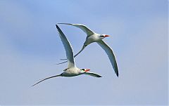 White-tailed Tropicbird